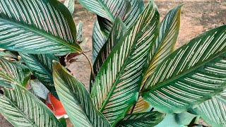 How To Get Healthy Calathea PlantMultiple Garden [upl. by Chelsey]