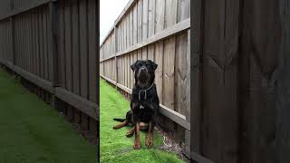 Rottweilers are descendants of which ancient Roman cattledriving dog youtubeshorts rottweiler [upl. by Dor]