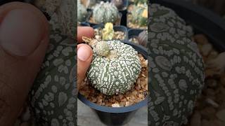 Astrophytum Asterius Superkabuto Seeds pod Ready 😍😍 [upl. by Kitarp595]