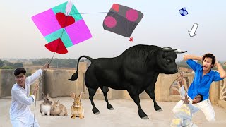 Kite Flying Vs Catch Nasir Cow Rabbit Dog Umer [upl. by Enywad954]