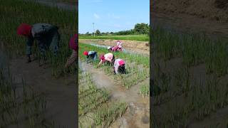 Stir soil in Paddy field for better root growth 🌾 rice agriculture agronomy shorts [upl. by Willcox]