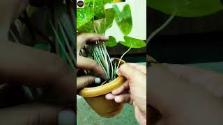 Caladium plant care and propagation shorts youtubeshorts [upl. by Marilou]