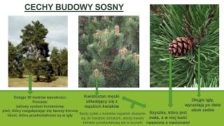 Rośliny nagonasienne biologia szkoła podstawowa [upl. by Aeret687]