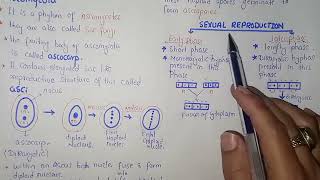 Ascomycota Life Cycle  Federal amp KPK Board  Class 11 Biology [upl. by Hoagland761]