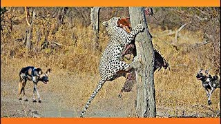 Leopard Takes on 9 Wild Dogs [upl. by Nolaf174]