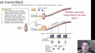 Chapter 9 Part 2  Regulation Mutations and DNA Exchange [upl. by Tneicniv645]