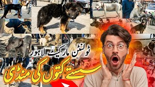 Dogs Ki Mandi Lahore 11 Feb  tollinton market lahore dogs Kohat dogs special dogs market [upl. by Karmen802]