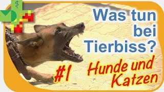 Was tun bei Tierbiss 1 Hunde und Katzenbisse [upl. by Atina]