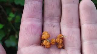 Eating Debregeasia Urtica longifolia  wild rhea fruit at mount Ijen [upl. by Hoyt845]