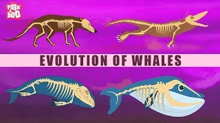 Evolution Of Whales  The Dr Binocs Show  Best Learning Videos For Kids  Peekaboo Kidz [upl. by Elsey119]