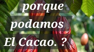 RESULTADO PODA DEL CACAO cacao injertocacao [upl. by Eanerb]