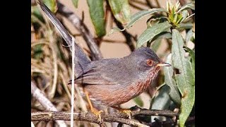 Chant de la fauvette pitchou  Song of the pitchou warbler songbirds birds bird oiseaux fyp [upl. by Ilamad158]