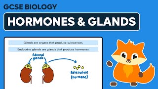 Hormones amp Glands  GCSE Biology [upl. by Alleynad]