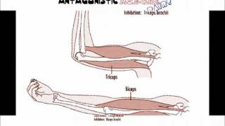 Antagonistic Muscle Pairs [upl. by Navarro]