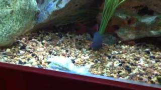 Monster clown loach eating a dead fish [upl. by Enilraep]