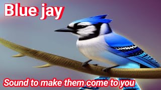 Blue jay Sound to make them come to you  American Bird [upl. by Kenweigh]