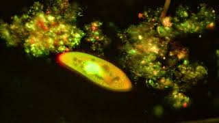 Paramecium caudatum stained with Acridine orange and viewed by Fluorescence microscopy [upl. by Otter]