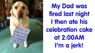 50 Times Ahole Pets Were Publicly Shamed For Their Hilariously Horrible Crimes  PART 3 [upl. by Lyndy]