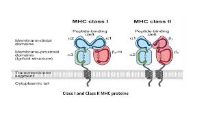 Major Histocompatibility Complex Video No 101 [upl. by Merrell474]