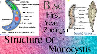 know about structure of monocystis BSc first year zoology [upl. by Edelstein289]