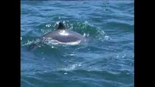 Harbour Porpoise Species Identification [upl. by Ronnie]