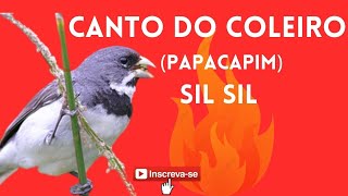 Canto do Coleiro papacapim Sil Sil [upl. by Namajneb275]