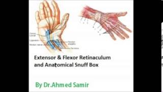 Anatomy  E amp F Retinaculum and Anat Snuff Box  DrAhmed Sameir [upl. by Kere255]