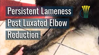 Persistent lameness in a dog after an elbow luxation reduction [upl. by Naitsihc764]