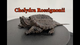 Mi nueva tortuga LAGARTO MEXICANA Chelydra Rossignonii [upl. by Esilrahc]