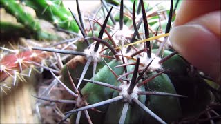 How I deal with Mealybugs [upl. by Heringer]