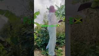 Hand pick the mint in 🇯🇲🇯🇲🇯🇲🇯🇲 subscribe farmer youtubeshorts [upl. by Salli]