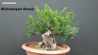 Bonsai Taxus Baccata Step 1 Day 3 [upl. by Birkett]