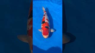 2024 Nagaoka Koi Show Grand Champion 🥇 japanesekoi koi koifish japan fish [upl. by Atinus]