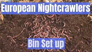 European Nightcrawlers  How to do bin set up and care for [upl. by Adnirak456]