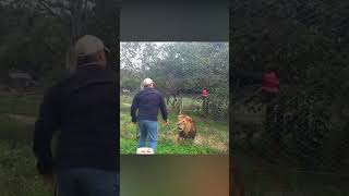 The Lion Roars After His Owner Feeds Him What Happened Next [upl. by Levi]