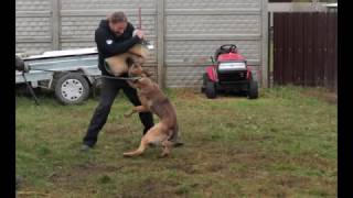 K9 Test  Don Blankenstein from Dutch K9 Centre [upl. by Nylsirhc]