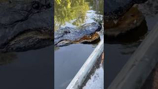 Alligator feeding from a boat [upl. by Misty]