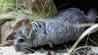 CHINCHILLAS quotUNA VIDA EN CAUTIVERIOquot DOCUMENTAL CSS 2020 [upl. by Ramed]