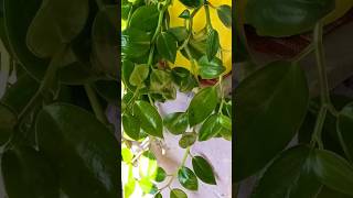 How to care and propagate peperomiaserpens peperomia gardenplants vines motivation plants [upl. by Yemarej]