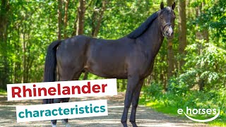 Rhinelander Horse  characteristics origin amp disciplines [upl. by Wiburg713]