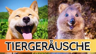 Tiergeräusche für Kinder 🎶  Entspannende Bauernhof und NaturtierCompilation [upl. by Corson]