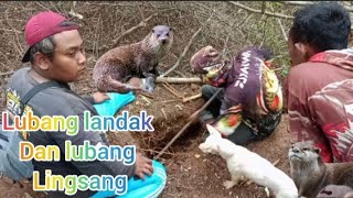 BERBURU LINGSANG MALAH DAPAT LANDAK DI SEMAK SEMAK PIN MELIMPAH [upl. by Llenel]