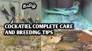 Cockatiel care and breeding tips in tamil [upl. by Relyuhcs]