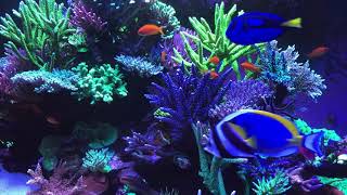 🐟 Coral Reef Aquarium Fish Tank with Water Sound  Tropical Fish Screensaver 10 Hours [upl. by Rauch342]