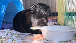 Guinea Pig Squeaking Clucking And Chewing Sounds [upl. by Akkina700]