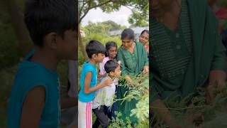 மாடு பூச்சி🧐 Cow Bug Treehopper  சீம கருவேல மரம்  Honeydew villagelife nature kids story [upl. by Mathews]