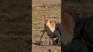 Reedbuck amp Oxpeckers shorts kenyawildlife kenyansafari africanwildanimals [upl. by Boycie]