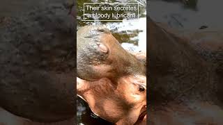 Hippopotamus Africas most aggressive animal 😍 animals nature hippopotamus [upl. by Mesics]