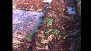 I Seaweed Culture in New England Part 1 of 6 Introduction [upl. by Seward]