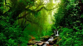 Relaxing Music  Flute Gentle Birds and Rainforest Sound [upl. by Auhs49]